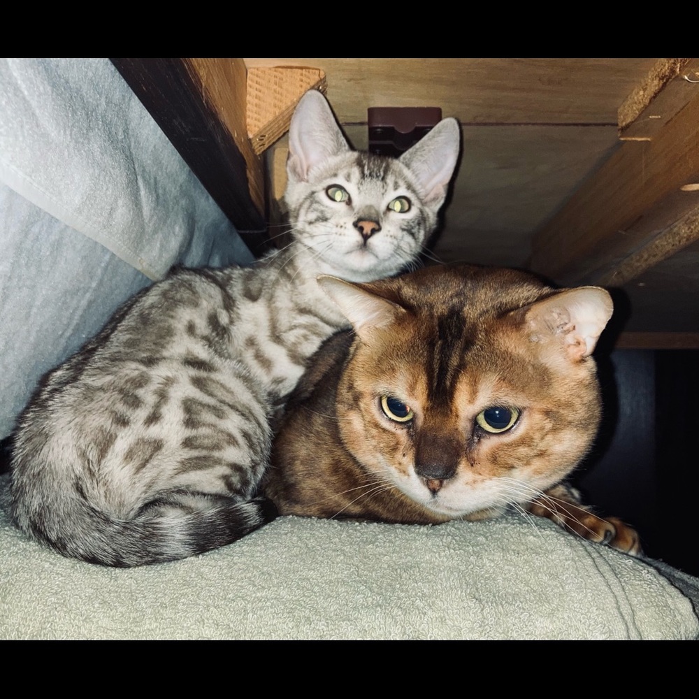 Meet your Posher, Alicia - Picture 2 of 2